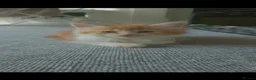 Mixed Breed cats for sale: 5 mixed ginger and calico kittens - Advert 4