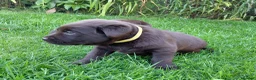 Labrador Retriever dogs for sale: Chocolate Labradors Puppies,Health Tested Parents  - Advert 11