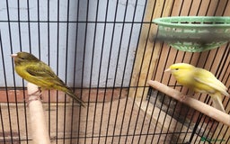 Canaries birds for sale: Spanish timbrado canaries pair - Advert 7