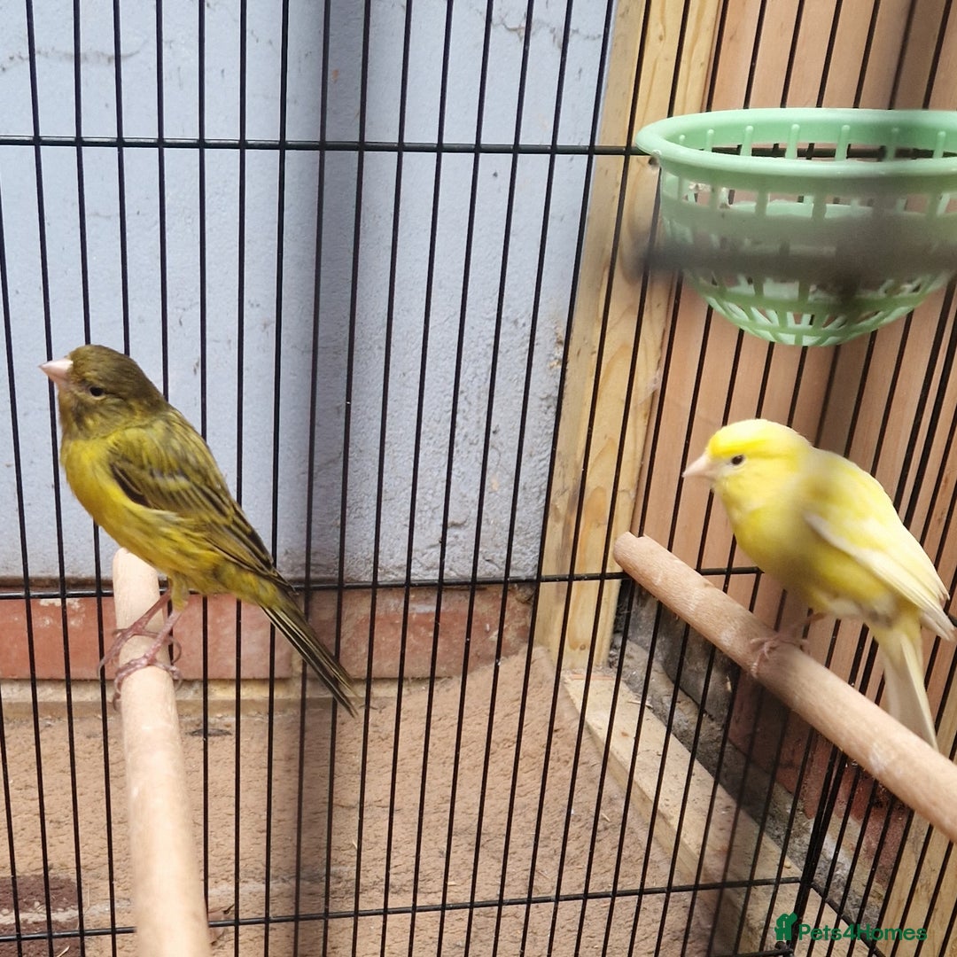 Canaries birds for sale: Spanish timbrado canaries pair - Advert 7