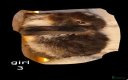 Mini Lop rabbits for sale: 6 beautiful mini lops both male amd female - Image 6