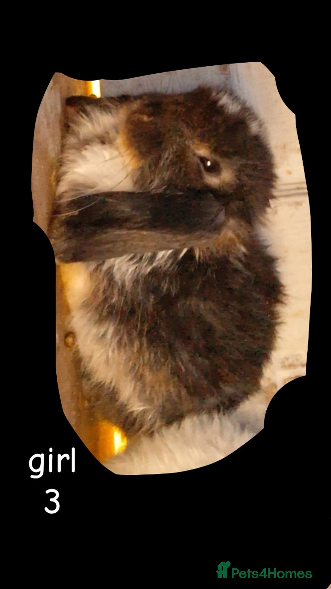 Mini Lop rabbits for sale: 6 beautiful mini lops both male amd female - Image 6