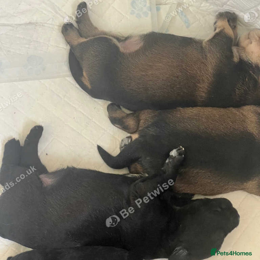 Mixed Breed dogs for sale: 🐾🐶Schnauzer/ Schnoodles 🐶🐾 - Image 4