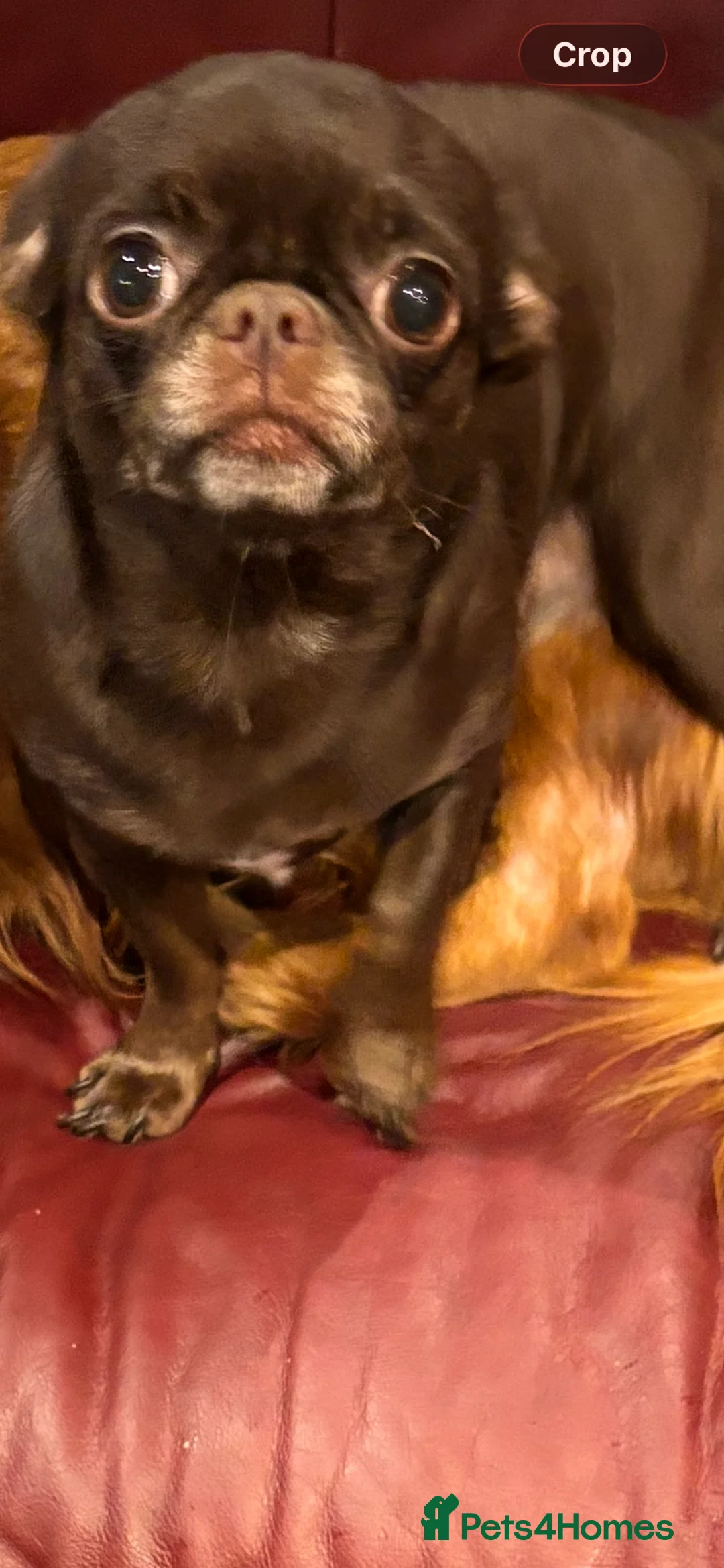 Chihuahua dogs for sale: Beautiful affectionate little female chihuahua  - Advert 2