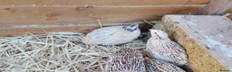 Quail poultry for sale: 5 Female Coturnix Quails (Hens) in ELY - Advert 3