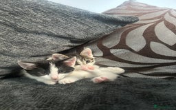 American Shorthair cats for sale: Kittens for sale  - Image 3