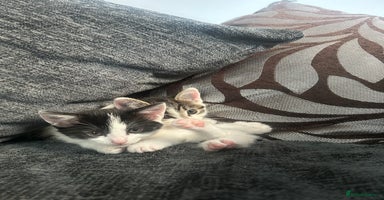 American Shorthair cats - Advert 1