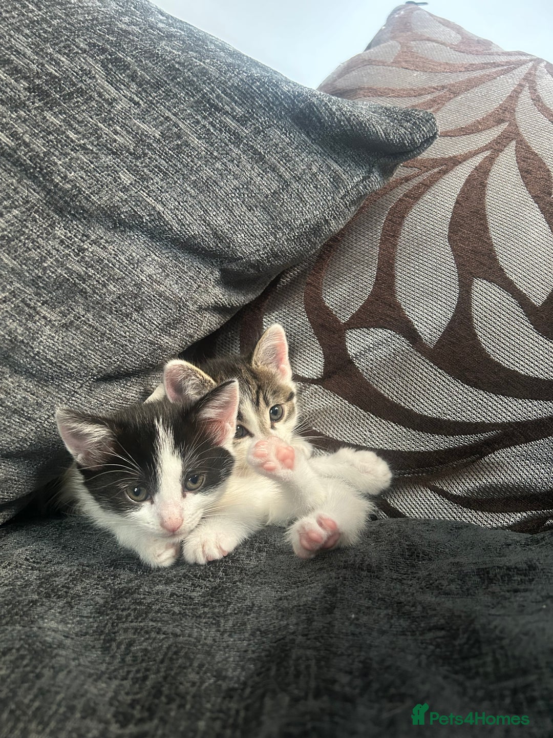 American Shorthair cats for sale: Kittens for sale  - Image 3