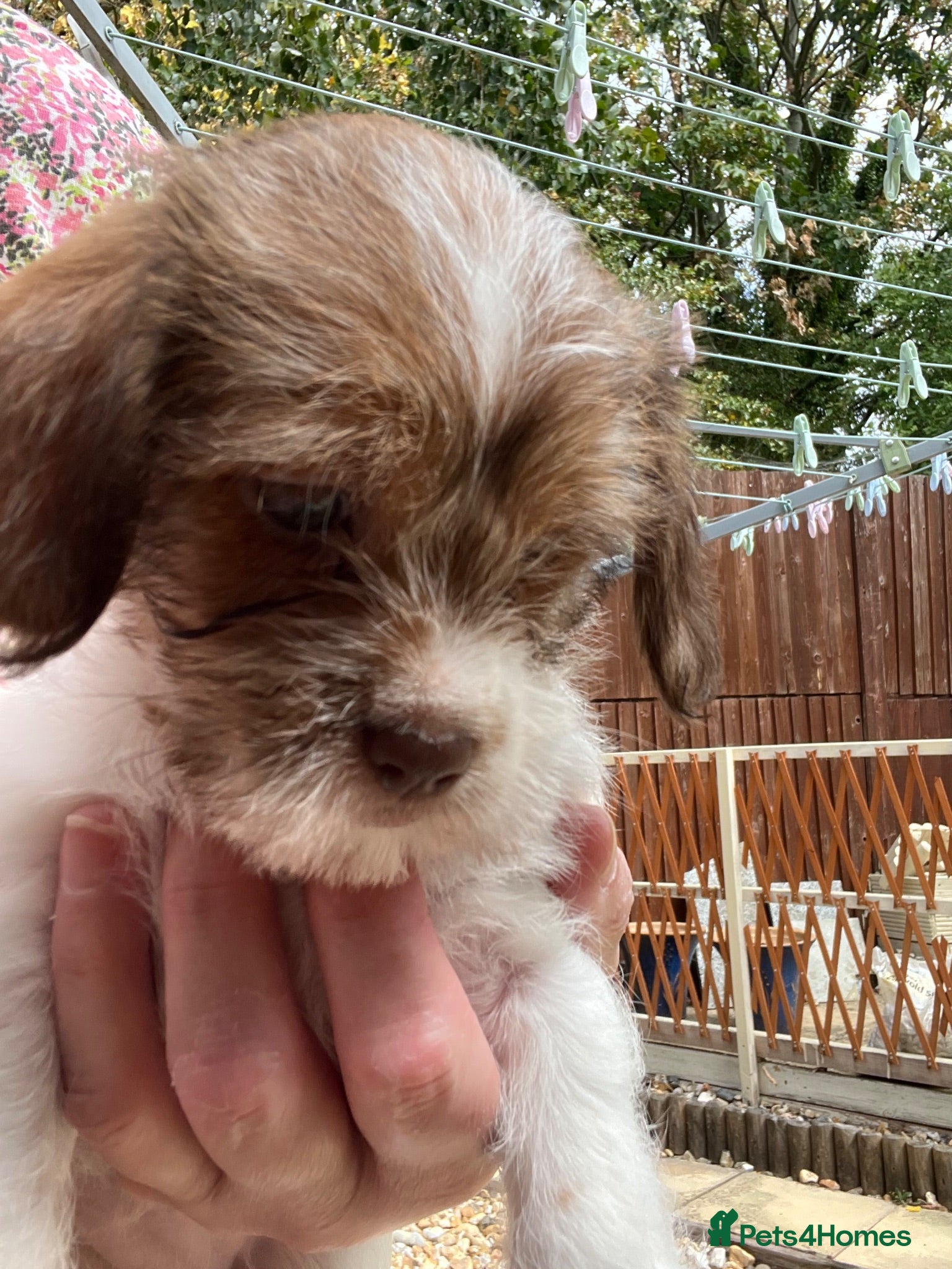 Mixed Breed dogs Toy Cavapoo x Jackapoo - Advert 1