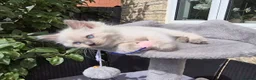 Ragdoll cats for sale: 💙 Blue Point Ragdolls 💙 - Advert 11