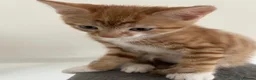 Mixed Breed cats for sale: 3 kittens for sale  - Advert 8