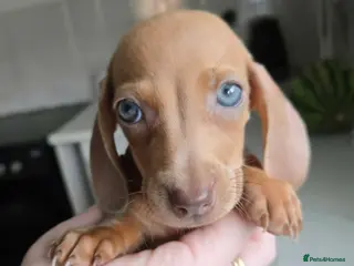 Miniature Dachshund dogs 🤎 Gorgeous Daxies_Mini Dachshunds 🤎 - Advert 17