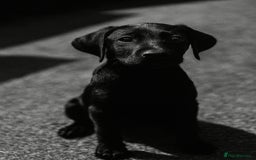 Labrador Retriever dogs for sale: Stunning litter of Black Labrador puppies  in Lydbury North - Image 12