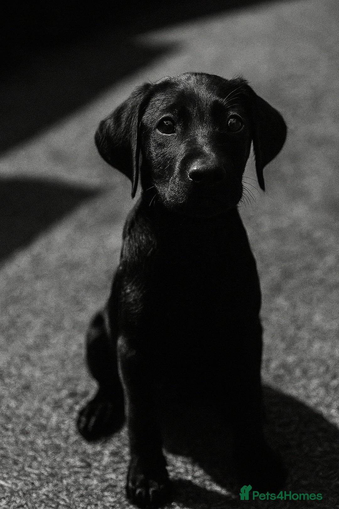 Labrador Retriever dogs for sale: Stunning litter of Black Labrador puppies  in Lydbury North - Image 12