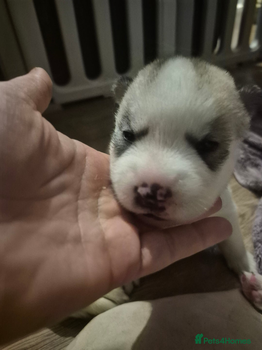 Alaskan Malamute dogs for sale: Beautiful husky malmute puppies - Advert 16