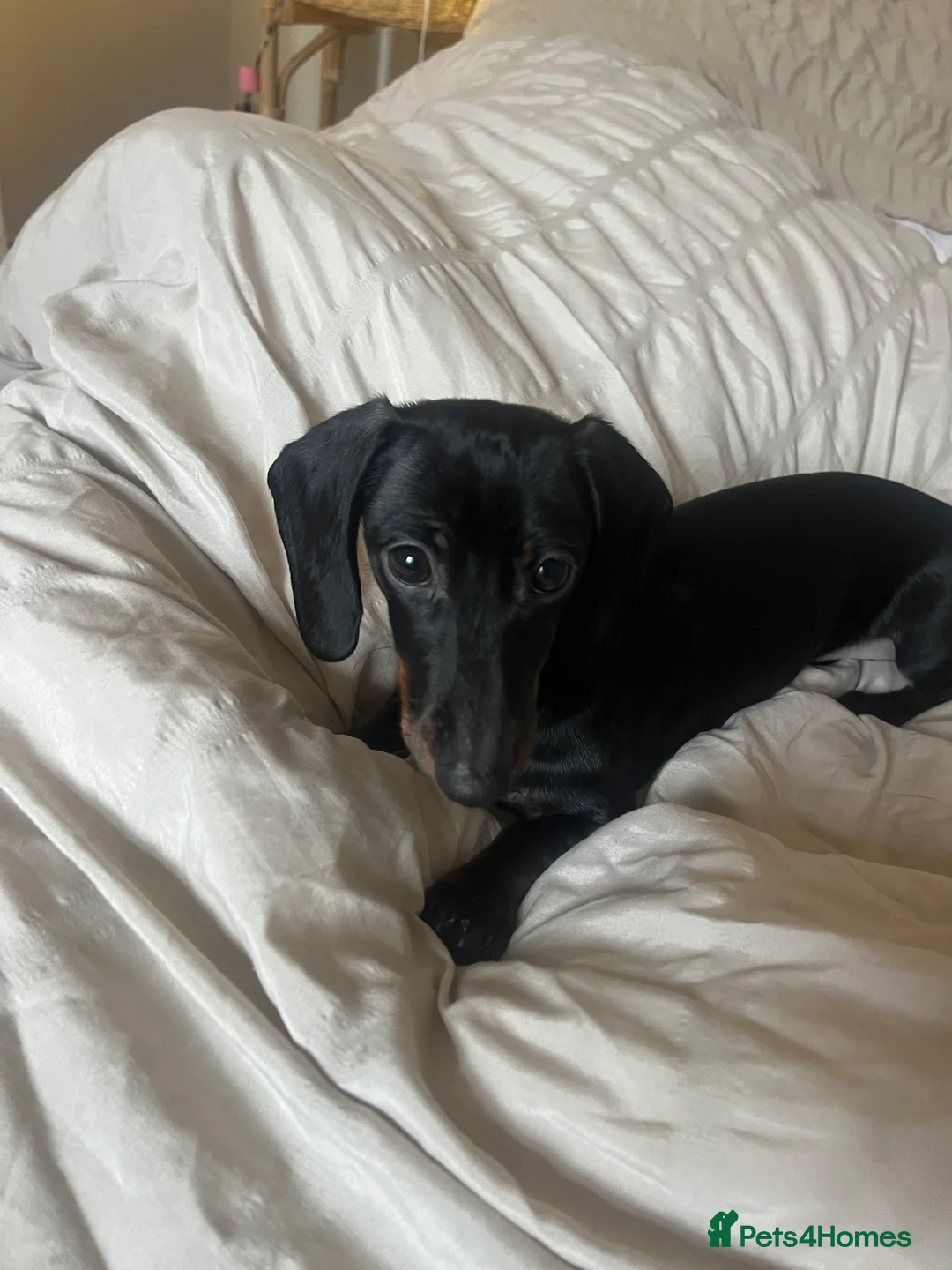Miniature Dachshund dogs for sale: MINIATURE DASCHUND BABY GIRL in Brighton - Advert 2