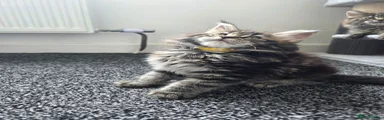 Maine Coon 1