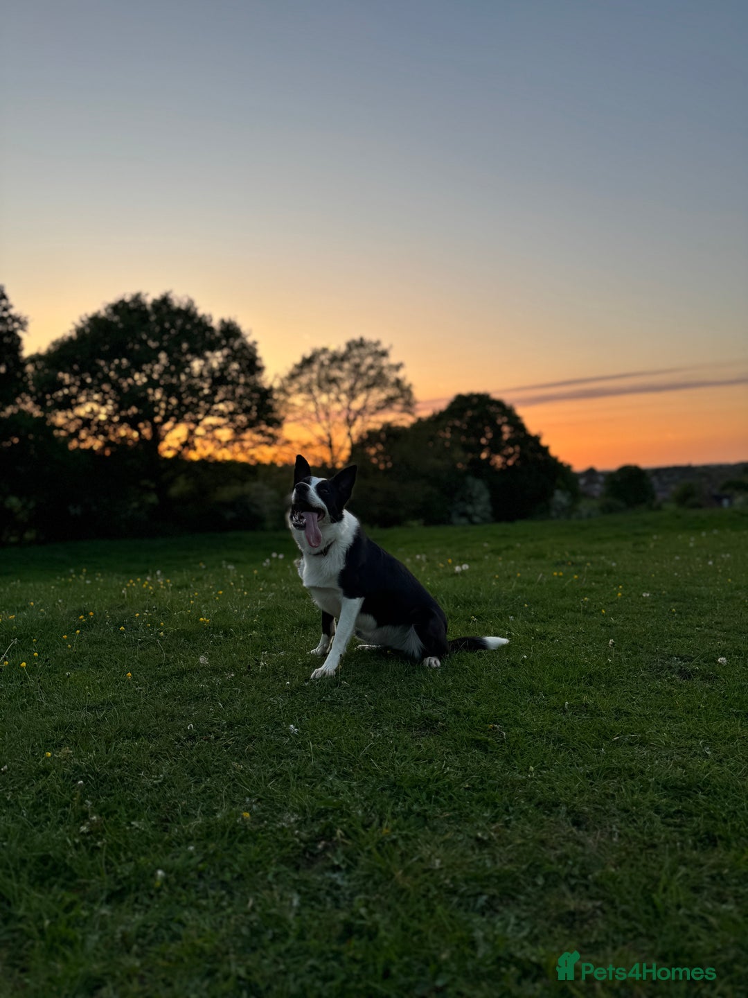 Border Collie dogs for sale: Nugget - 2 year old - Border Collie - Advert 2