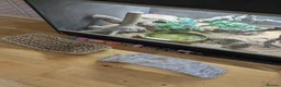 Bearded Dragon reptiles for sale: Bearded Dragon with Vivarium and all accessories  in Derby - Advert 5