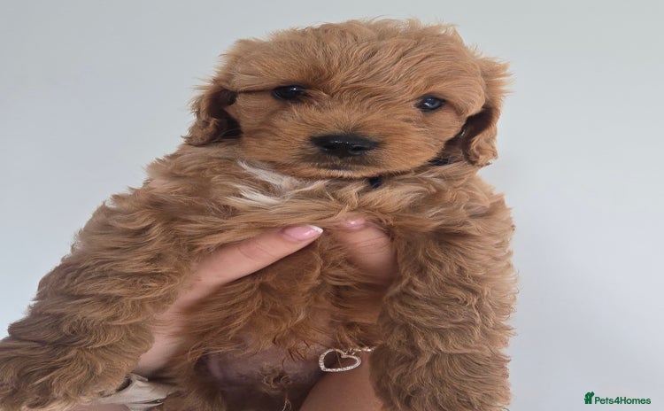 Cavapoo dogs - Advert 3