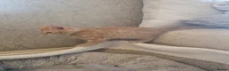 Mixed Breed cats for sale: Adorable Kittens. GINGER FEMALES - Advert 16