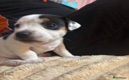Jack Russell dogs for sale: Beautiful, big and healthy jack Russell pups - Image 14
