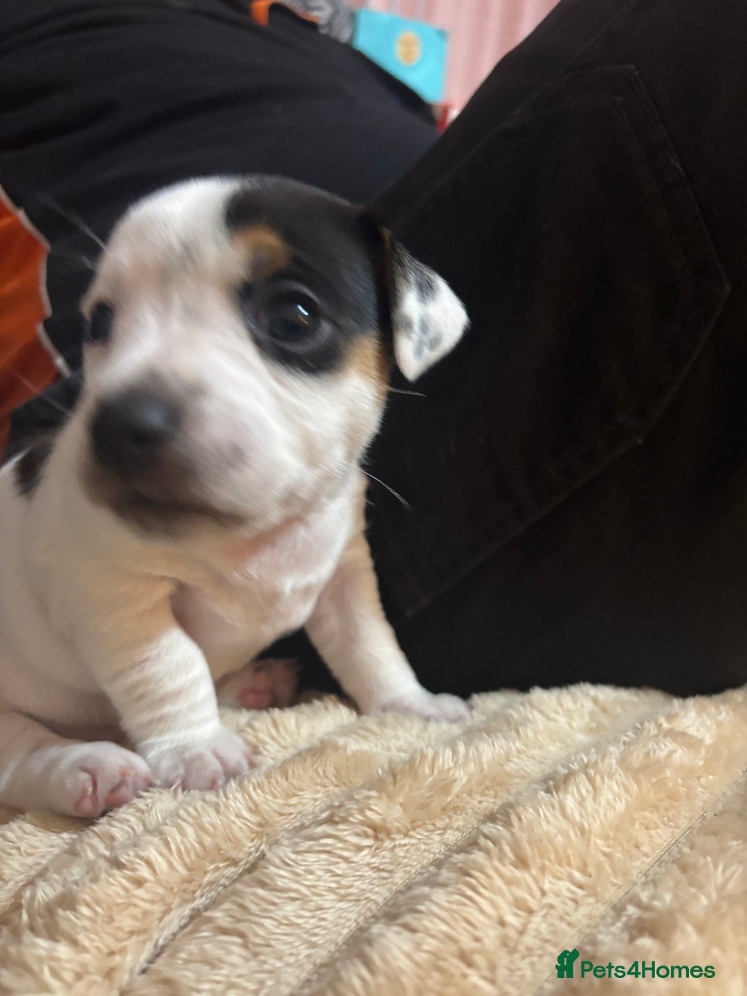 Jack Russell dogs for sale: Beautiful, big and healthy jack Russell pups - Image 14