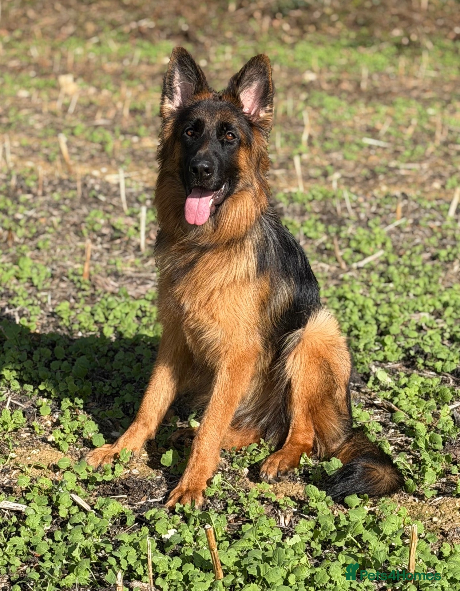 German Shepherd dogs German Shepherd Female - Advert 4