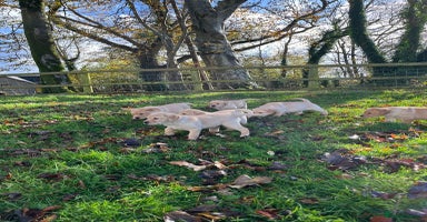 Labrador Retriever dogs - Advert 2