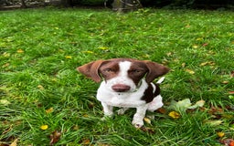 Pointer dogs for adoption: Julius is Ready for His Forever Home 🐾 - Image 6