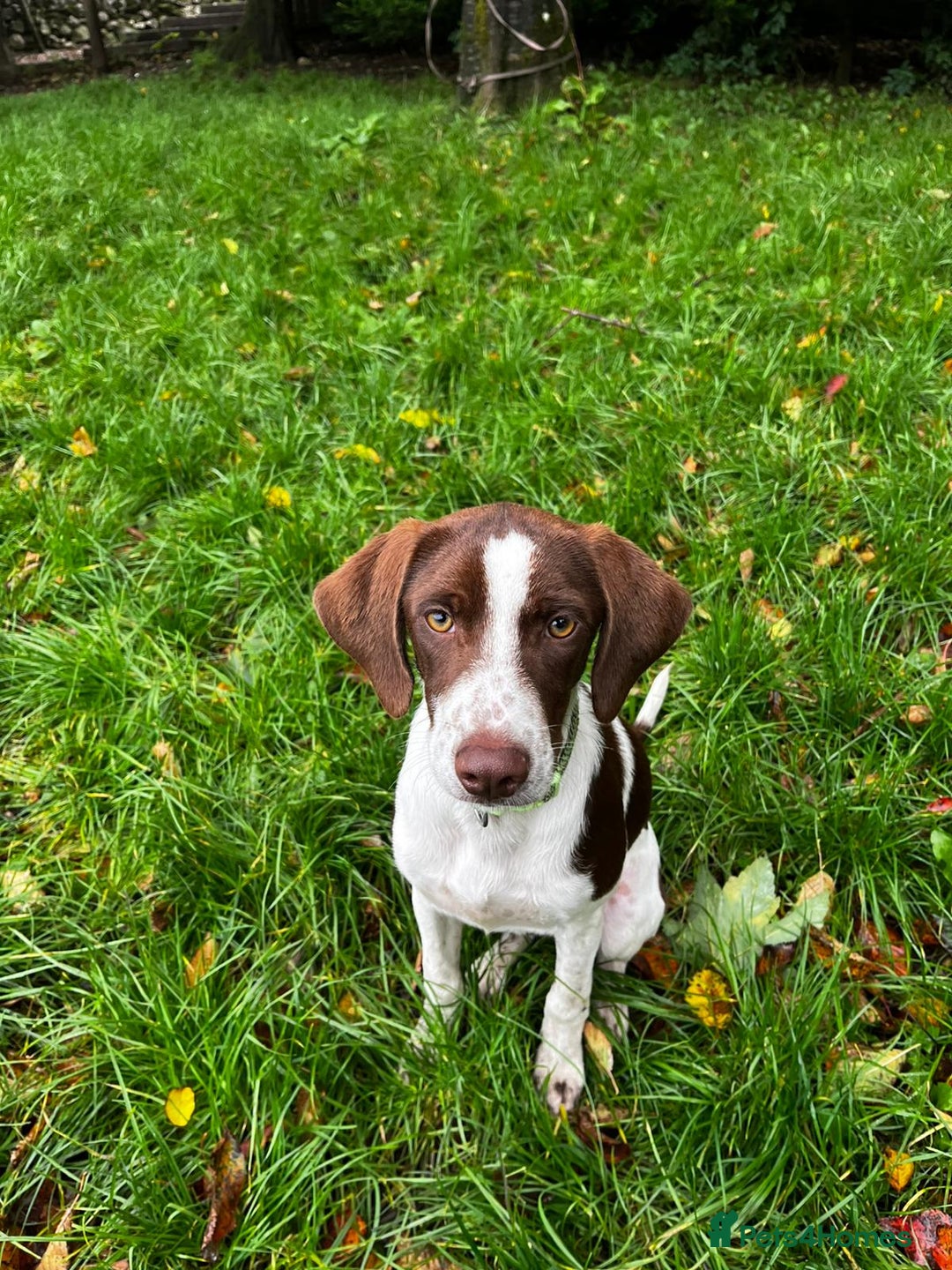 Pointer dogs for adoption: Julius is Ready for His Forever Home 🐾 - Image 6