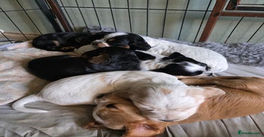 Cocker Spaniel dogs Beautiful cocker spaniel pups ready in one week - Advert 7