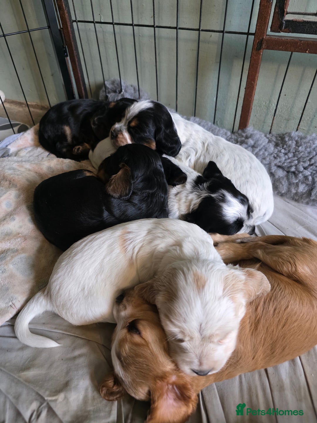 Cocker Spaniel dogs for sale: Beautiful cocker spaniel pups - Image 8
