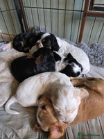 Cocker Spaniel dogs Beautiful cocker spaniel pups ready in one week - Advert 7