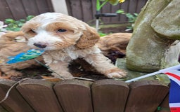 Cockapoo dogs for sale: Fantastic f1b toy cockapoo puppies  - Image 1