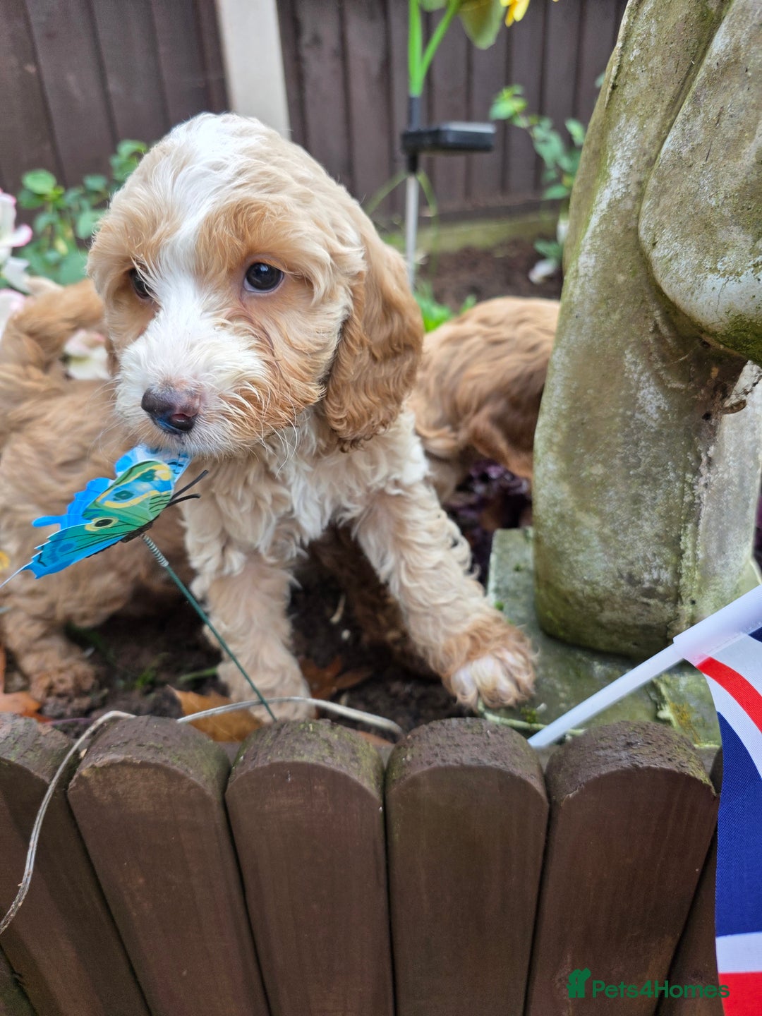 Cockapoo dogs for sale: Fantastic f1b toy cockapoo puppies  - Image 1