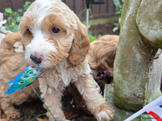 Cockapoo dogs - Advert 24