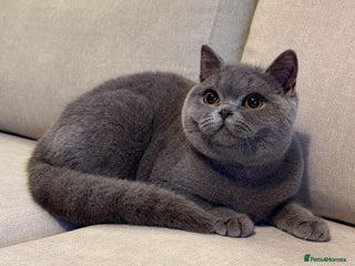 British Shorthair cats Blue girl - Advert 10