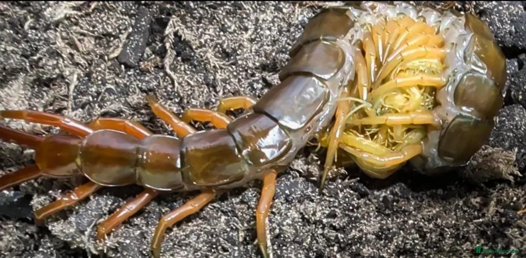 Centipedes invertebrates for sale: captive born scolopendra pedelings  in London - Advert 2