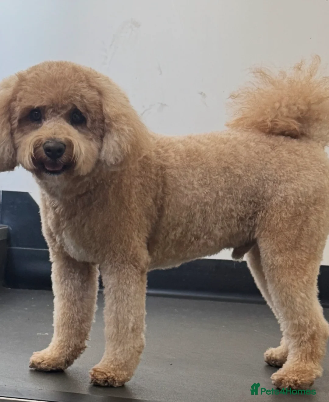 Toy Poodle dogs for sale: Male toy poodle  in Glasgow - Advert 5