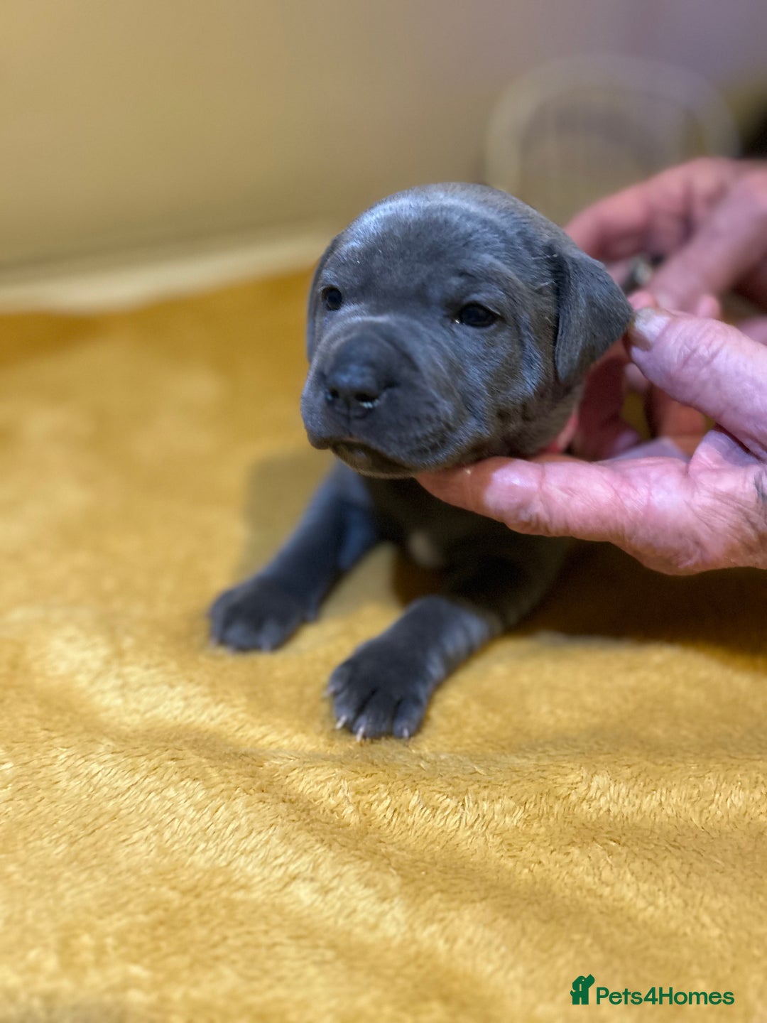 Staffordshire Bull Terrier dogs for sale: Blue Staffordshire bull terrier’s  - Advert 16