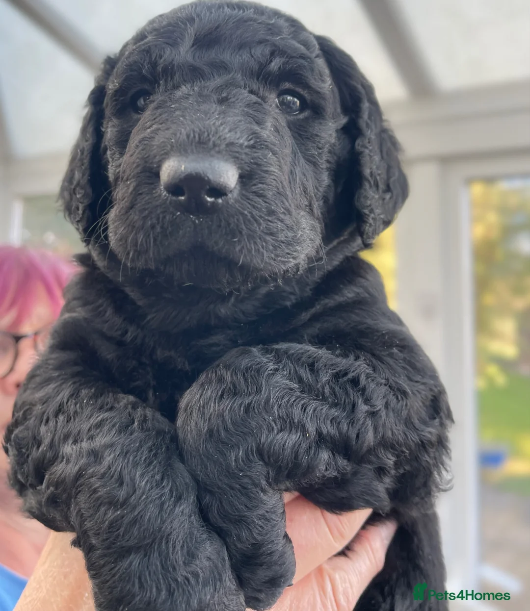 Goldendoodle dogs for sale: Stunning F2 Goldendoodle Puppies in Ayr - Advert 2