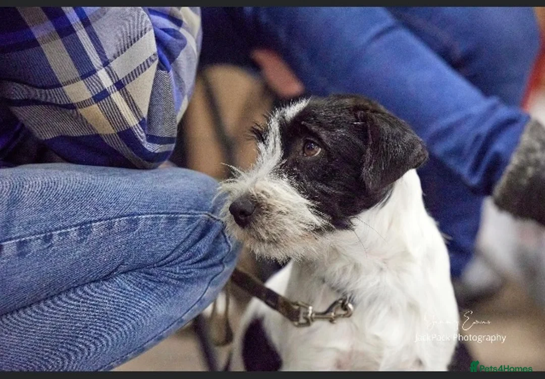 Jack Russell dogs for stud: Jack Russell Stud Dog in Poulton-le-Fylde - Advert 3