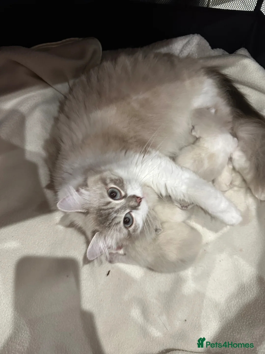 Ragdoll cats for sale: Beautiful Blue Point Ragdoll Female Cat –10/09/24 - Advert 13