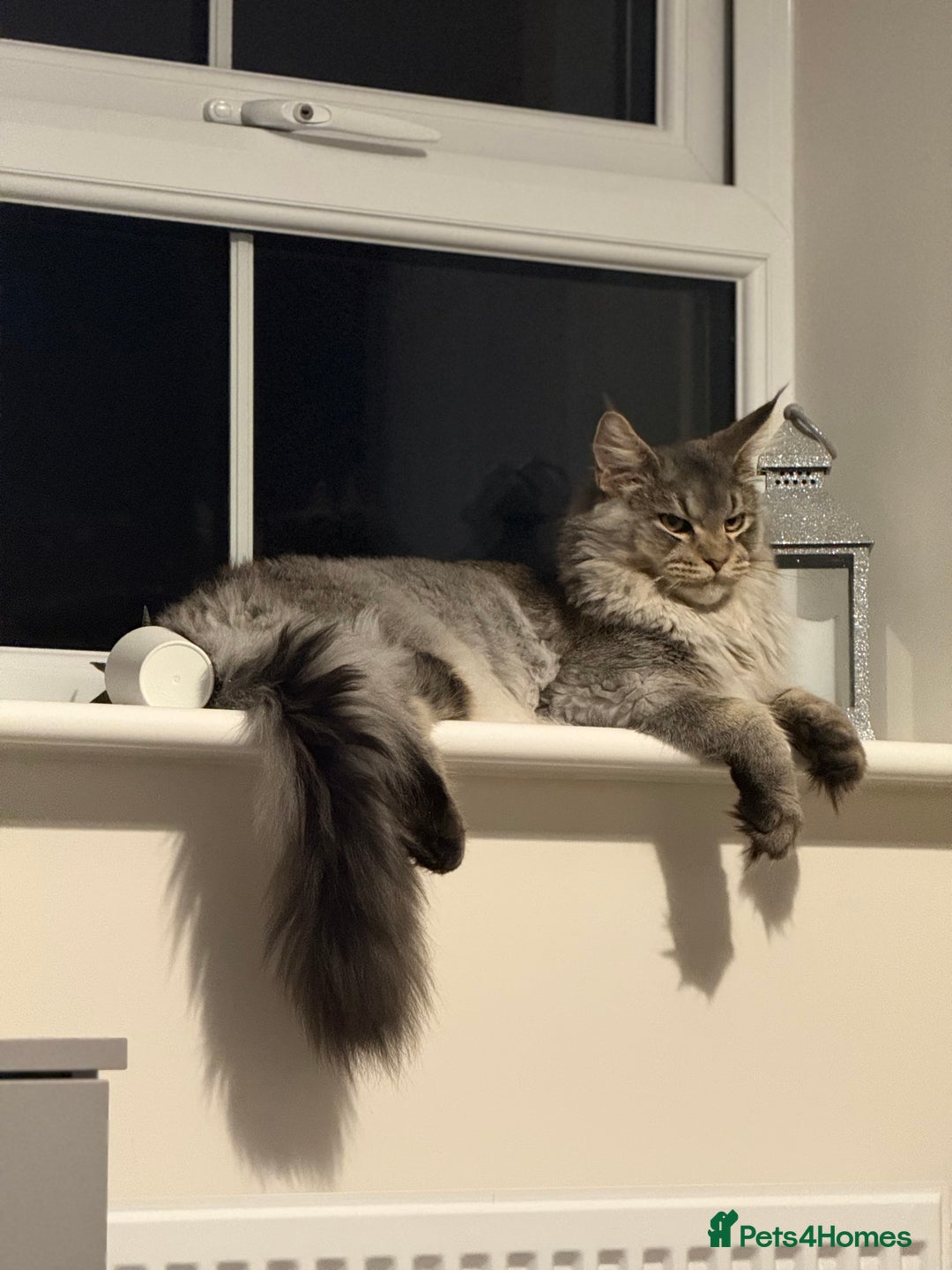 Maine Coon cats for sale: Maine Coon - Advert 2