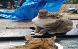 Bengal cats for sale: Two loving Bengal Mix Sisters - Image 6