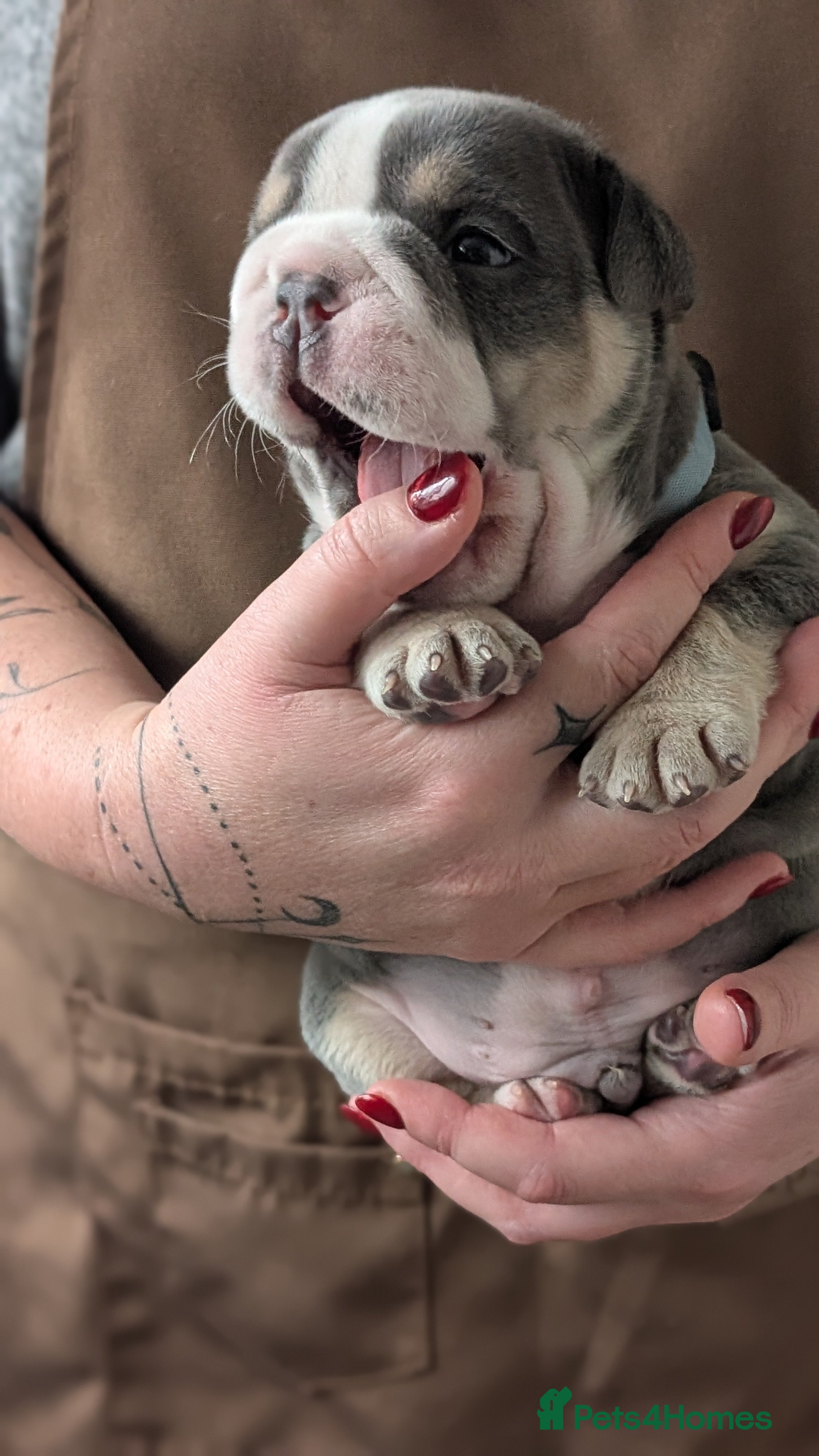 English Bulldog dogs Kc reg English bulldog puppies  - Advert 2