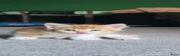 Domestic Shorthair cats for sale: Ginger kittens for sale - Advert 3