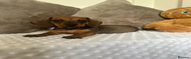 Miniature Dachshund Puppy 3