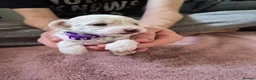 Maltipoo dogs for sale: Premium Isabella & Ivory Mini Maltipoo F2   in Pontefract - Advert 16